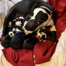 FEMALE - Black and white Boston Terrier puppy in Pickens, South Carolina from Parker Rosa Boston Terrier’s