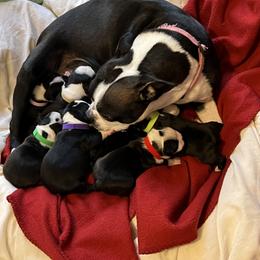 FEMALE - Black and white Boston Terrier puppy in Pickens, South Carolina from Parker Rosa Boston Terrier’s
