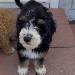 Cowabunga - male Australian Mountain Doodle puppy in Melba, Idaho from Sleepy Hollow Mountain Doodles