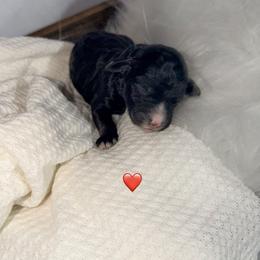 Jules - Black female Poodle puppy in Detroit Lakes, Minnesota from Pickerel Pups