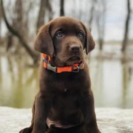 Labrador Retriever Puppies from Okiehuntinboyz Labrador Retrievers