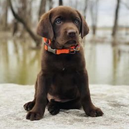Labrador Retriever Puppies from Okiehuntinboyz Labrador Retrievers