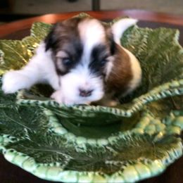 Havanese Puppies from Endearing Havanese