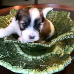 Havanese Puppies from Endearing Havanese