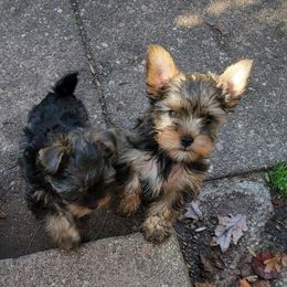 Great Dane and Yorkshire Terrier Puppies from Chuck City Danes