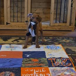 Leggo - male Rhodesian Ridgeback puppy in Gaffney, South Carolina from Circle D Farms