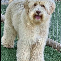 Autumn - Australian Labradoodle