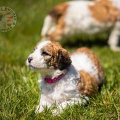 Bernedoodle, Saint Berdoodle, and Sheepadoodle Puppies from Yankee Doodle Puppies