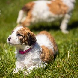 Bernedoodle, Saint Berdoodle, and Sheepadoodle Puppies from Yankee Doodle Puppies