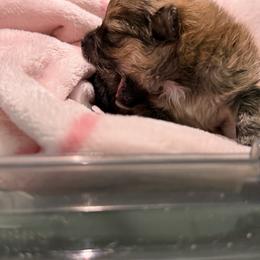 Pomeranian Puppies from Polina's Poms