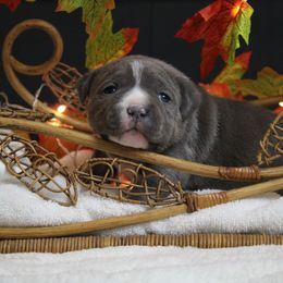 Pink Collar - Blue brindle female American Bully puppy in Easton, Maryland from Night Court Bullies