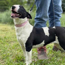 Bull Terriers from Shotgun B.T.