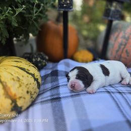 Sally - Liver and white female English Springer Spaniel puppy in Saginaw, Michigan from Kemerer Springers