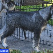 Boy 3 Blue collar - Pepper and salt Standard Schnauzer puppy in Florida from Quintessential Standard Schnauzers
