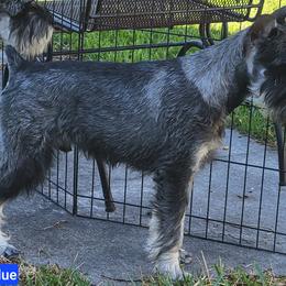 Boy 3 Blue collar - Pepper and salt Standard Schnauzer puppy in Florida from Quintessential Standard Schnauzers