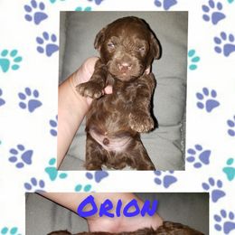 Poodle Puppies from Paw Print Farms