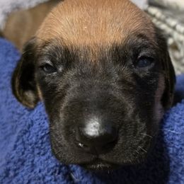 Girl 3 - Rd whtn blk nose female Rhodesian Ridgeback puppy in Erie, Pennsylvania from Anjari's Ridgebacks