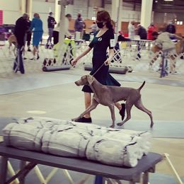 Weimaraner Puppies from Always Faithful Weimaraners