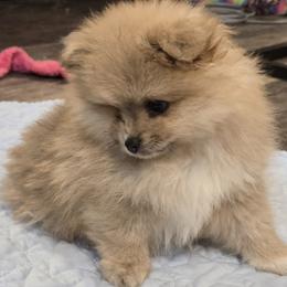 Tonka - Cream male Pomeranian puppy in Bells, Texas from Lollipoppoms