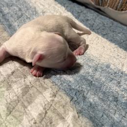 Boy 2 - White male Miniature Schnauzer puppy in Littleton, Colorado from Wahl 2 Wahl Schnauzers