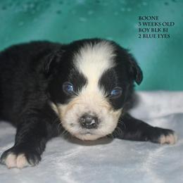 Boone - Black & white male Miniature Australian Shepherd puppy in Patterson, North Carolina from DreamLine Aussies