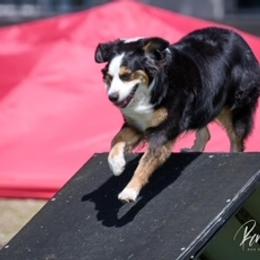 Australian Shepherd Puppies from Cu2 Aussies