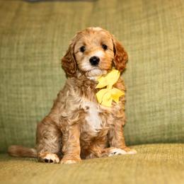 Yellow - Red female Australian Labradoodle puppy in Milton, North Carolina from Good Day Doodles