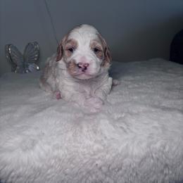 Purple female - Parti female Goldendoodle puppy in Fort Myers, Florida from Gandystailsofjoy