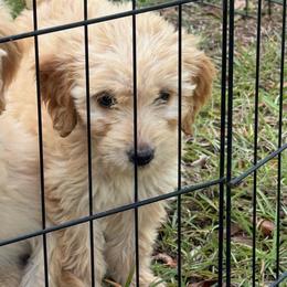 Annie - Apricot female Goldendoodle puppy in Ambrose, Georgia from Brandilyn's Aussies