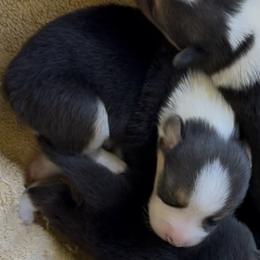 AKC Brown - Black and tan male Pembroke Welsh Corgi puppy in Summerfield, Florida from Promise Land Farm