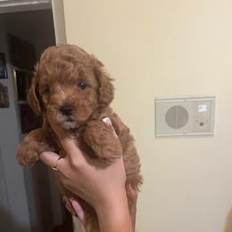 Ruby - Red  female Poodle puppy in Winter Haven, Florida from Herdez’s Poodles