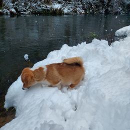 Pembroke Welsh Corgi Puppies from Gary's Pembroke Welsh Corgis