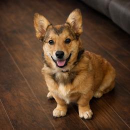 Oakley - American Corgi