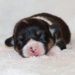Eskimo - Black and tan male Pembroke Welsh Corgi puppy in Arcanum, Ohio from Weissway Corgis