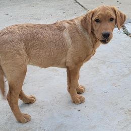 Dilute Retriever and Labrador Retriever Puppies from SmoKy Hills Labradors