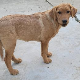 Dilute Retriever and Labrador Retriever Puppies from SmoKy Hills Labradors