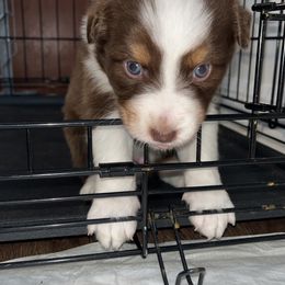 Australian Shepherd Puppies from Southern Sky Aussies