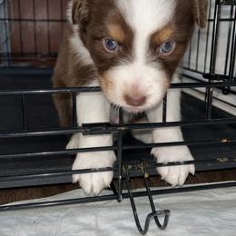 Australian Shepherd Puppies from Southern Sky Aussies
