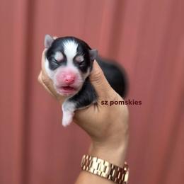 Carver - Black and white male Pomsky puppy in Mc Callsburg, Iowa from SZ Rolling Acres LLC