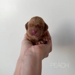Peach - Apricot female Goldendoodle puppy in Independence, Oregon from Ankeny Doodles