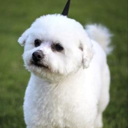 Trooper - Bichon Frise