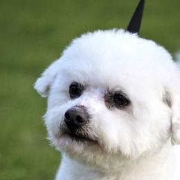 Trooper - Bichon Frise