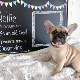 French Bulldog Puppies from White Hippo Frenchies