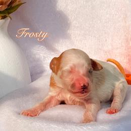 Frosty - Parti male Goldendoodle puppy in Urbana, Illinois from ZaraDoodles