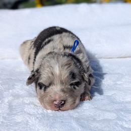 Blue collar - Blue merle male Australian Shepherd puppy in Coulee City, Washington from Mr and Mrs Doodle Farm