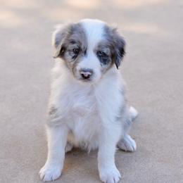 Ethan - Blue merle male Aussiedoodle puppy in Peyton, Colorado from Colorful Colorado Aussiedoodles