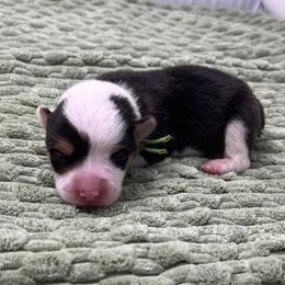 Nugget - Black and tan male Pembroke Welsh Corgi puppy in Waco, Texas from The Comma Corgis