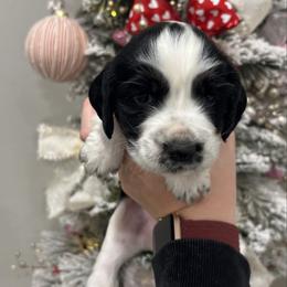 Red boy - Black white and tan male English Springer Spaniel puppy in Lincoln, Texas from LeeCo. Springers