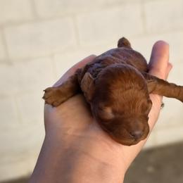 Tapioca - Red female Maltipoo puppy in San Diego, California from Maltipoos SD