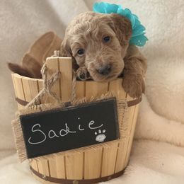 Goldendoodle Puppies from Izzy's Doodles